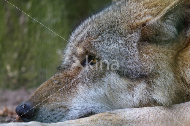 Wolf (Canis lupus)
