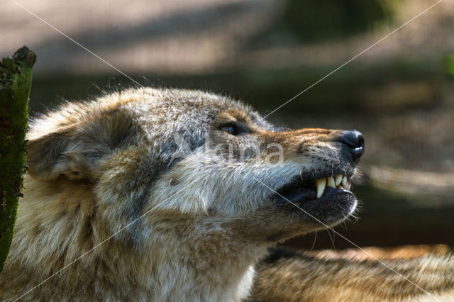 Grey Wolf (Canis lupus)