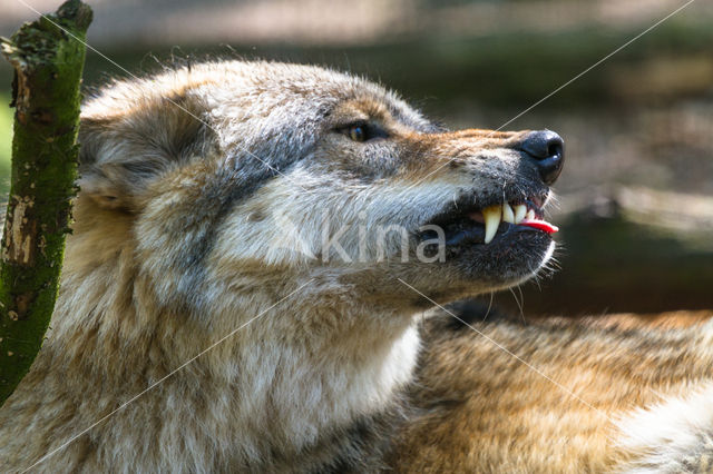 Grey Wolf (Canis lupus)