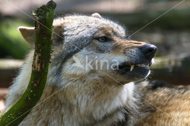 Wolf (Canis lupus)