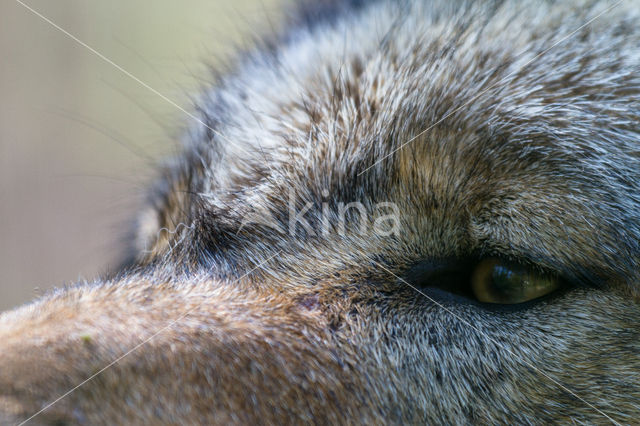 Grey Wolf (Canis lupus)