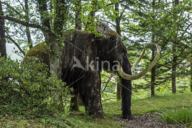 Woolly Mammoth (Mammuthus primigenius)