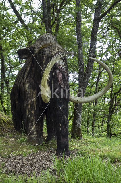 Woolly Mammoth (Mammuthus primigenius)