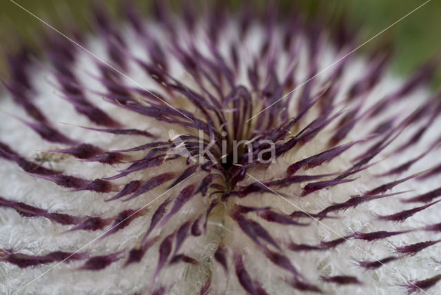 Woolly Thistle (Cirsium eriophorum)