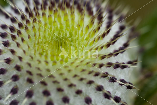 Woolly Thistle (Cirsium eriophorum)