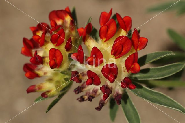 Wondklaver (Anthyllis vulneraria)