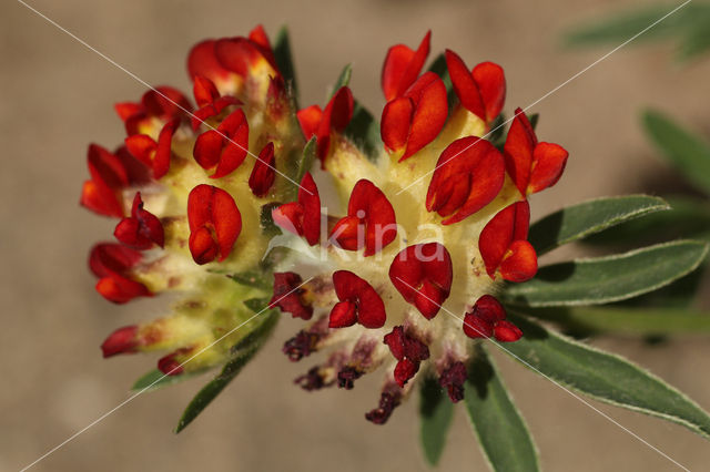 Kidney Vetch (Anthyllis vulneraria)