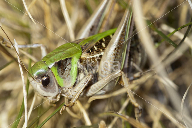 Wrattenbijter (Decticus verrucivorus)