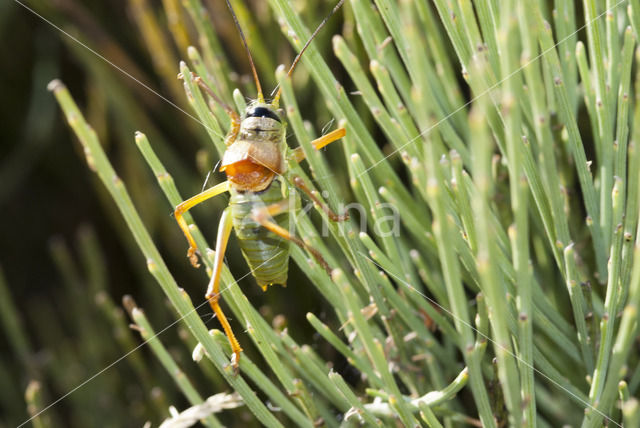 Zadelsprinkhaan (Ephippiger ephippiger)