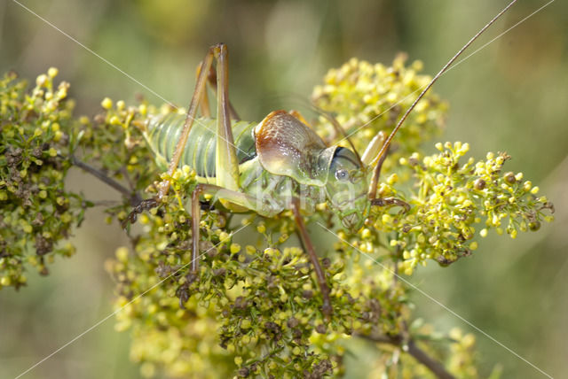 Zadelsprinkhaan (Ephippiger ephippiger)