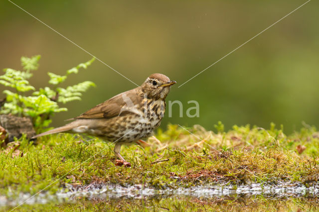 Song Thrush (Turdus philomelos)