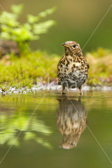 Song Thrush (Turdus philomelos)