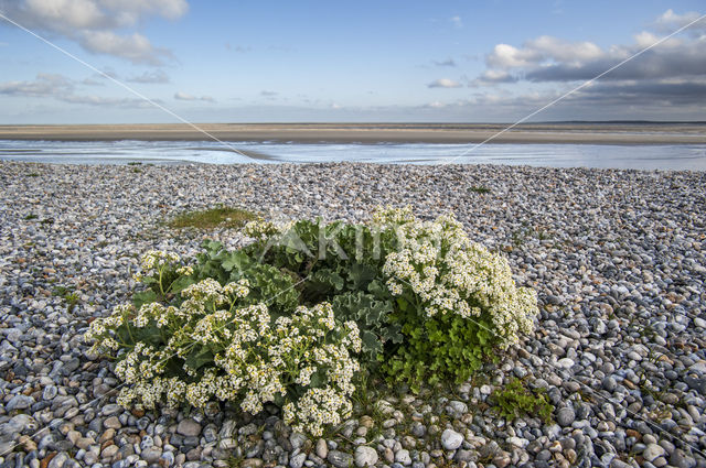 Seakale (Crambe maritima)