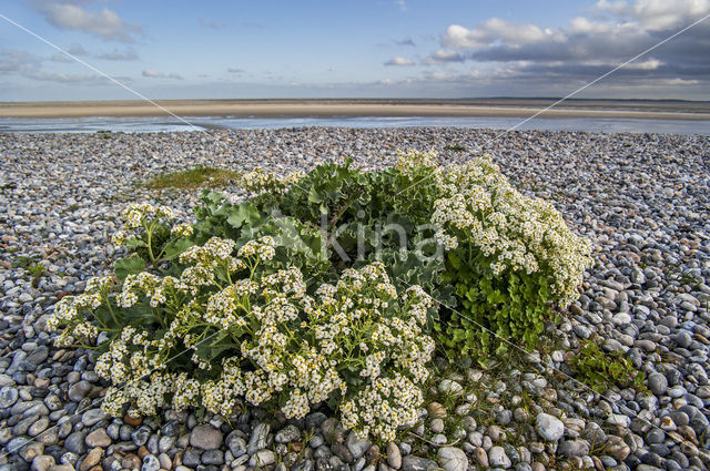 Zeekool (Crambe maritima)