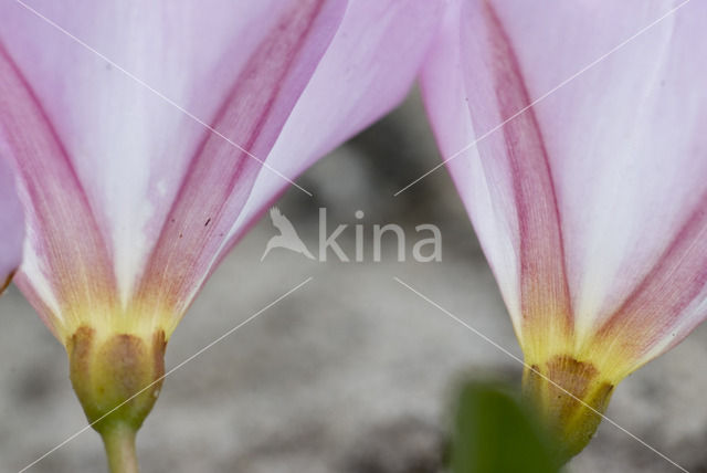 Zeewinde (Convolvulus soldanella)