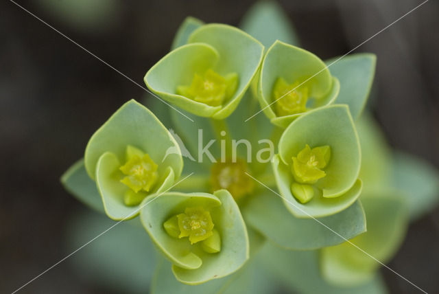 Sea Spurge (Euphorbia paralias)