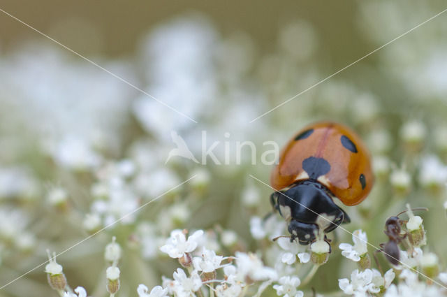 Zevenstippelig lieveheersbeestje (Coccinella septempunctata