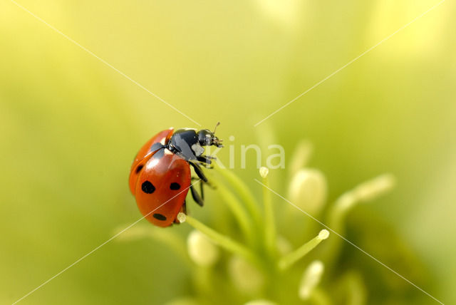 Zevenstippelig lieveheersbeestje (Coccinella septempunctata