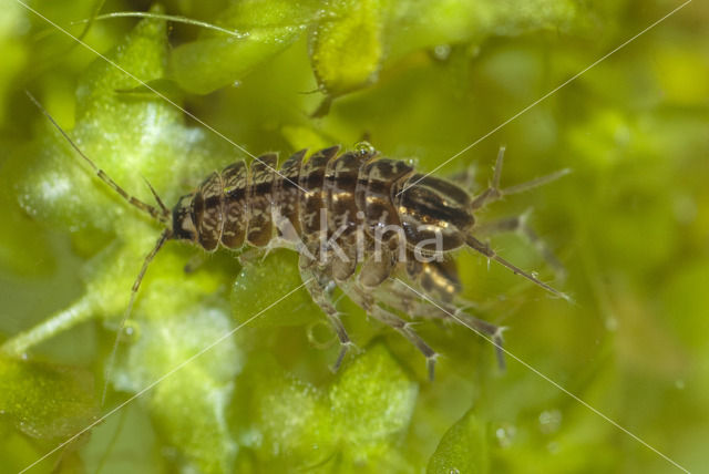 Zoetwaterpissebed (Asellus aquaticus)