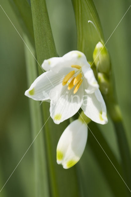 Summer Snowflake (Leucojum aestivum)