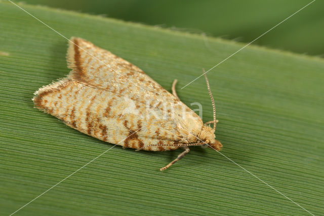 Zonnesproetbladroller (Aleimma loeflingiana)