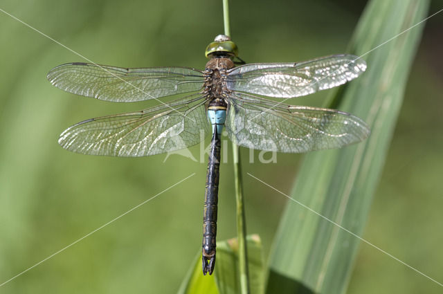 Little emperor dragonfly (Anax parthenope)