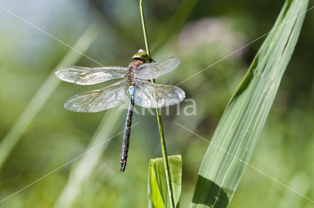 Little emperor dragonfly (Anax parthenope)