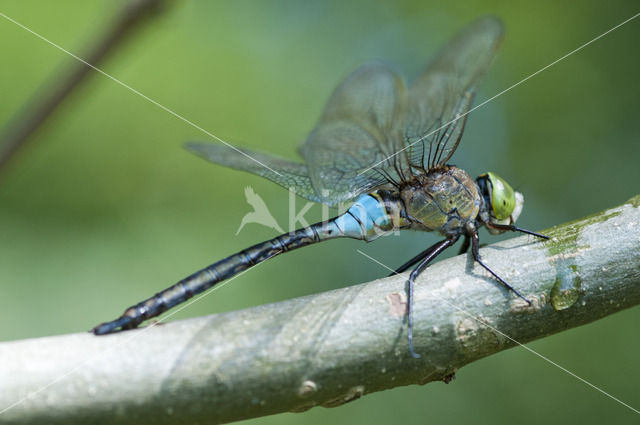 Little emperor dragonfly (Anax parthenope)