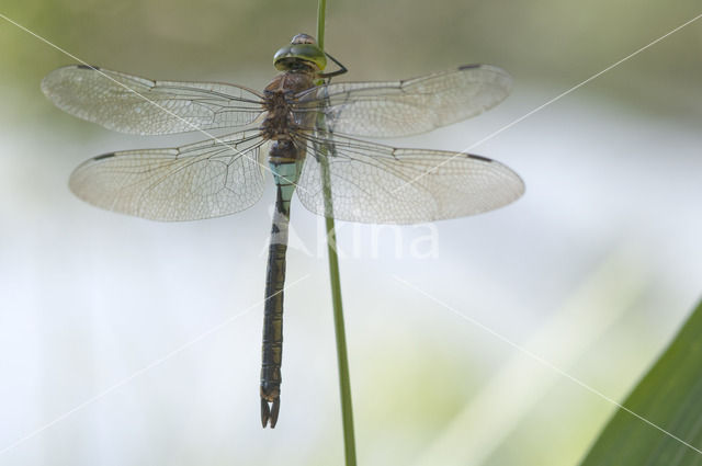 Little emperor dragonfly (Anax parthenope)