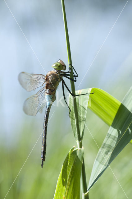 Little emperor dragonfly (Anax parthenope)