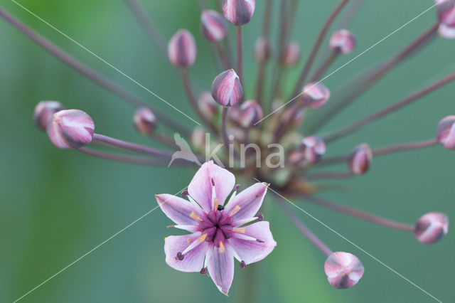 Zwanenbloem (Butomus umbellatus)