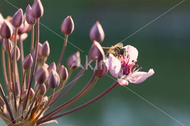 Zwanenbloem (Butomus umbellatus)