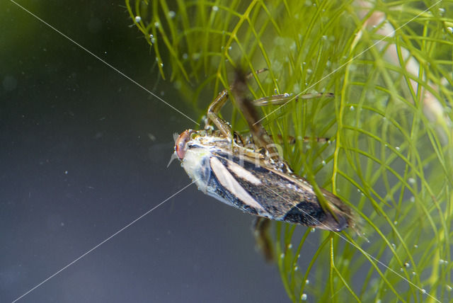 Zwart bootsmannetje (Notonecta obliqua)