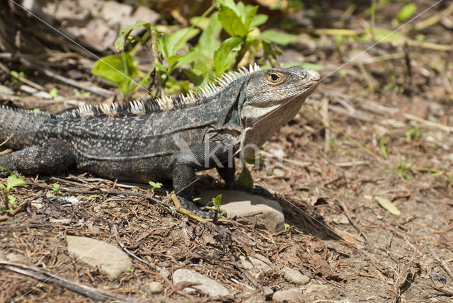 Zwarte leguaan (Ctenosaura similis)