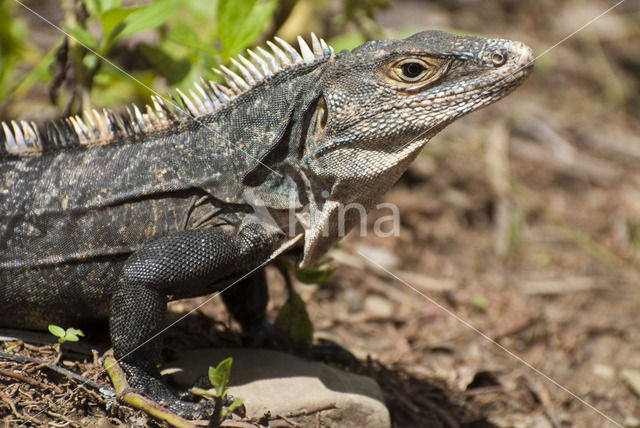 Black Iguana (Ctenosaura similis)