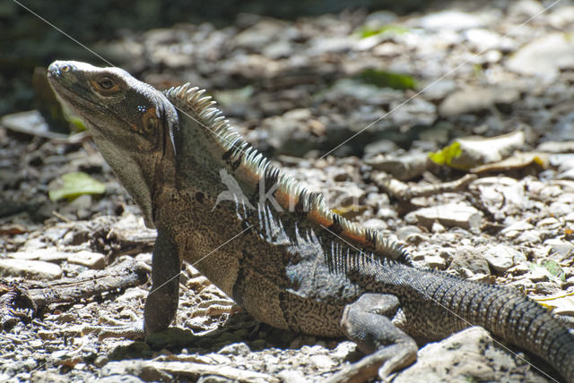 Zwarte leguaan (Ctenosaura similis)