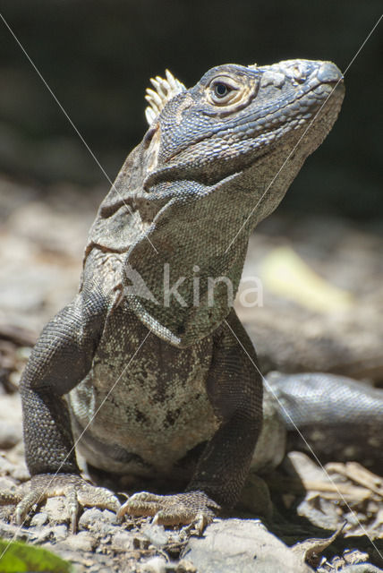 Zwarte leguaan (Ctenosaura similis)