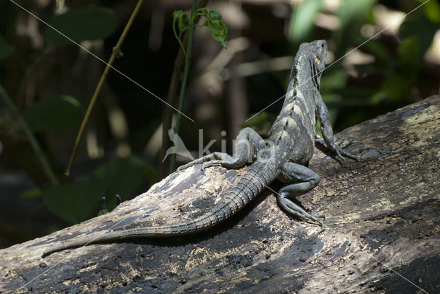 Zwarte leguaan (Ctenosaura similis)