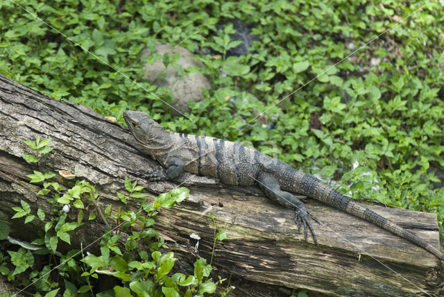 Zwarte leguaan (Ctenosaura similis)