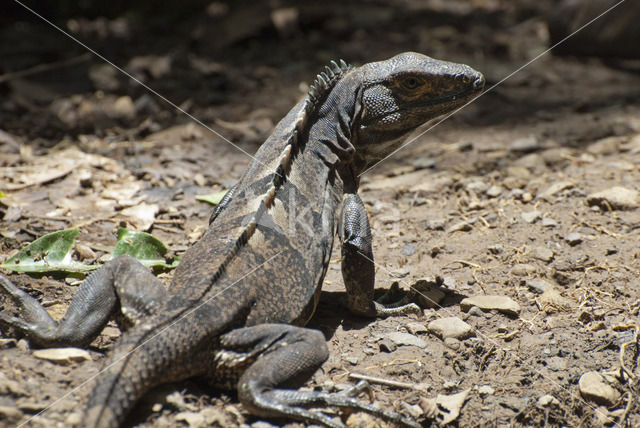 Zwarte leguaan (Ctenosaura similis)