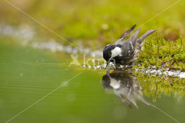 Zwarte Mees (Parus ater)