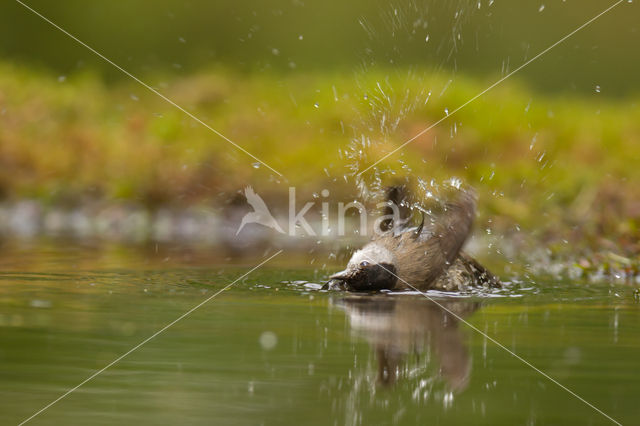 Coal Tit (Parus ater)