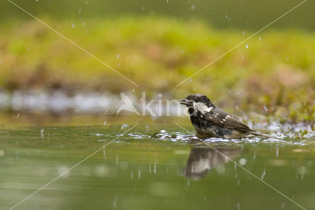 Zwarte Mees (Parus ater)