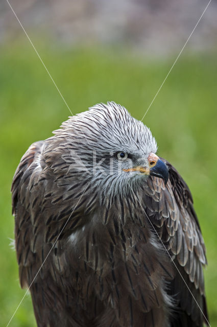 Black Kite (Milvus migrans)