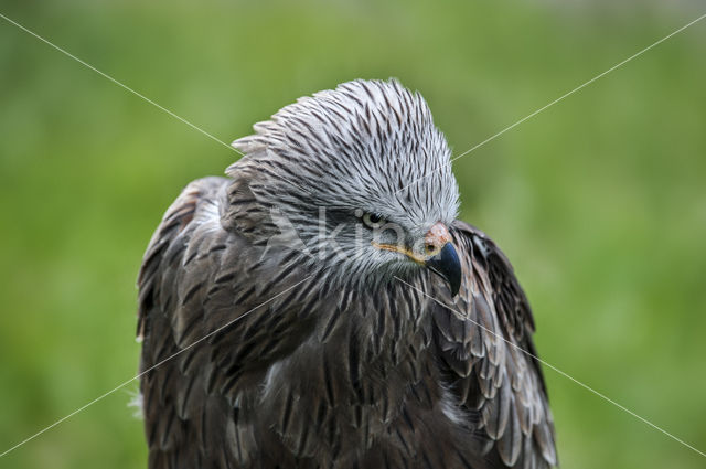 Black Kite (Milvus migrans)