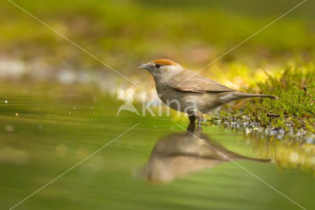 Blackcap (Sylvia atricapilla)