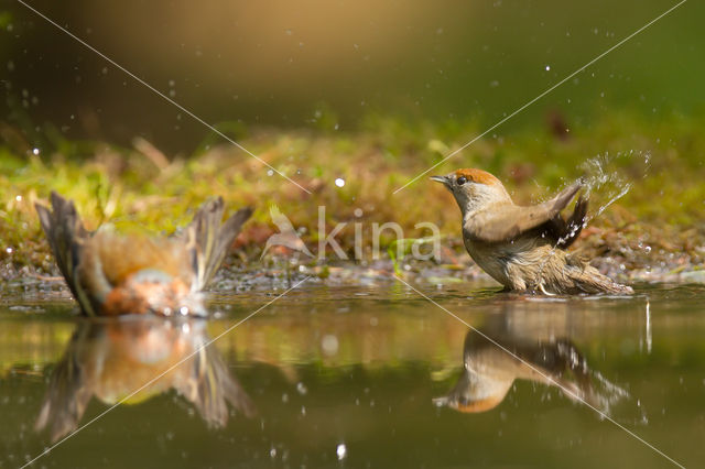 Blackcap (Sylvia atricapilla)