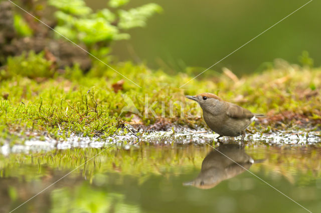 Blackcap (Sylvia atricapilla)