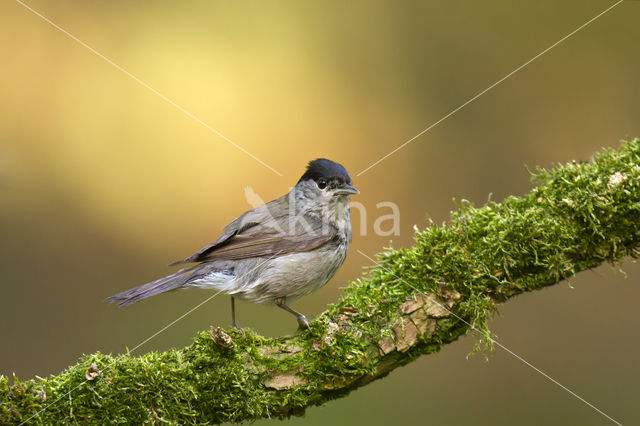 Blackcap (Sylvia atricapilla)