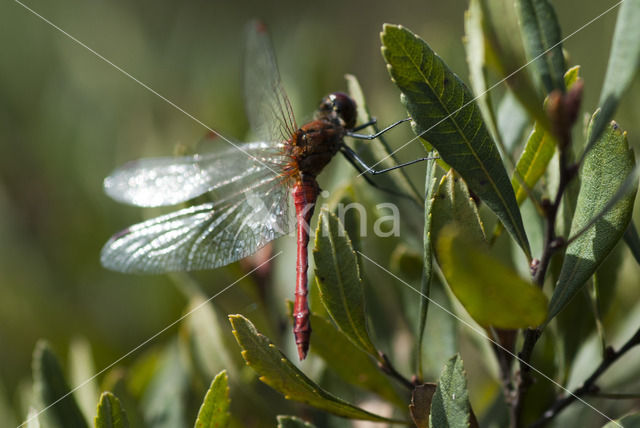 Red-veined Darter (Sympetrum fonscolombii)